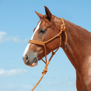 Full: Flat Braid Halter with Leadrope Copper