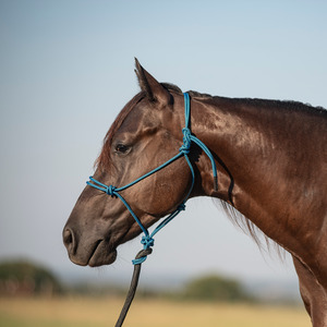 Flat Braid Halter with Leadrope Navy