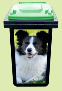 Collie dog