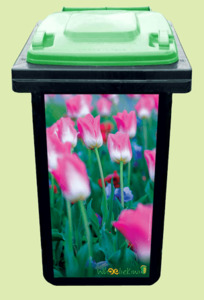 Pink Tulips