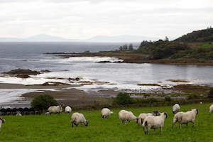 TASTING: St. Andrew's Day 2024