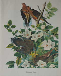 Mouning Dove