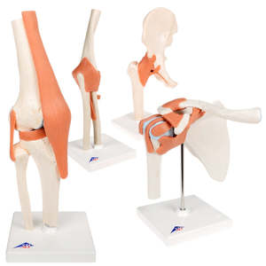 Anatomical Models: 3B SCIENTIFIC ANATOMY SET JOINTS LUXURY