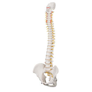 subcat: models: 3B SCIENTIFIC 5 PIECE VERTEBRAE WITH SACRUM MODEL