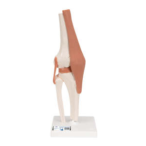 3B SCIENTIFIC FUNCTIONAL HUMAN KNEE JOINT MODEL WITH LIGAMENTS