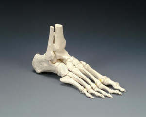 Anatomical Models: MODEL LIMB ELASTIC FOOT MODEL