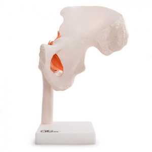 Anatomical Models: 66FIT HUMAN HIP JOINT