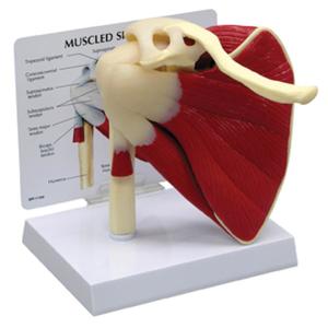 Anatomical Models: MODEL MUSCLED SHOULDER