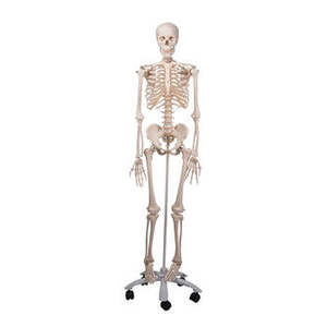 MODEL MR PLAIN SKELETON