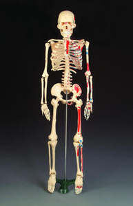 MODEL PAINTED MR THRIFY SKELETON 84CM