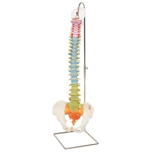 Anatomical Models: MODEL DIDACTIC FLEXIBLE SPINE WITH FEMUR HEADS