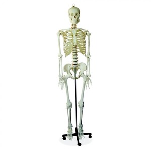 Anatomical Models: HUMAN SKELETON - 170CM TALL