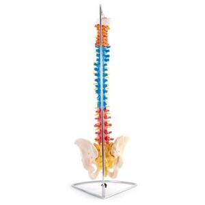 Anatomical Models: 66FIT VERTEBRAL COLUMN WITH PELVIS (COLOURED)