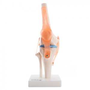 Anatomical Models: 66FIT HUMAN KNEE JOINT