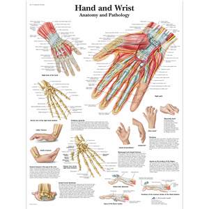 Charts: CHART HAND AND WRIST