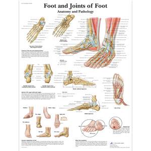 Charts: CHART FOOT & JOINTS OF FOOT - ANATOMY & PATHOLOGY