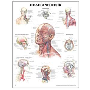 Charts: CHART HEAD AND NECK