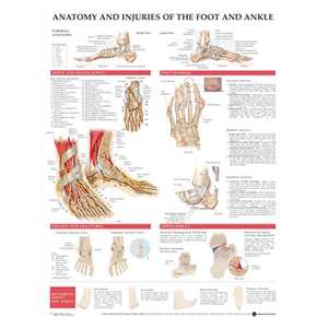 Charts: CHART ANATOMY & INJURIES OF THE FOOT & ANKLE