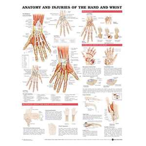 Charts: CHART ANATOMY & INJURIES OF THE HAND & WRIST