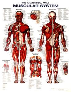 CHART MUSCULAR SYSTEM