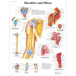 Charts: CHART SHOULDER & ELBOW