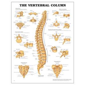 Charts: CHART THE VERTEBRAL COLUMN