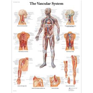 CHART THE VASCULAR SYSTEM