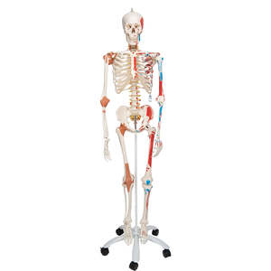 subcat: models: 3B SCIENTIFIC HUMAN SKELETON MODEL SAM WITH MUSCLES & LIGAMENTS