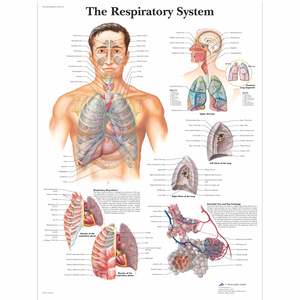 STOCK ITEM-DEFAULT-UNCLASSIFIED: CHART THE RESPIRATORY SYSTEM