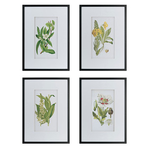 Botanical Framed Art Set of 4 White Sands Interiors