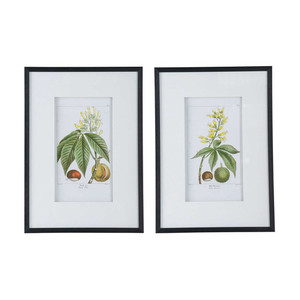 Botanical Framed Art Set of 2 White Sands Interiors