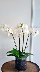 plants: Phalaenopsis Plants White Orchid in glass planter
