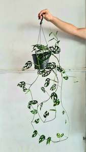 plants: Monstera Obliqua Swiss Cheese Vine
