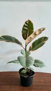 plants: Ficus Ruby