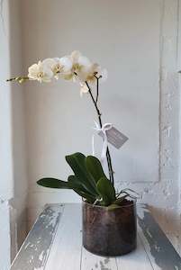 Phalaenopsis Orchid Plant: Phalaenopsis White Orchid in glass planter