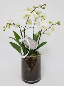 Phalaenopsis Orchid Plant: Mini Phalaenopsis Orchid Plants in Cylinder Glass