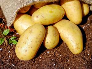 So Sweet Organic Potatoes - Agria WASHED
