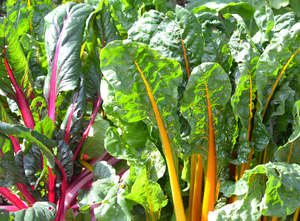 Vegetables Only: Live2Give Farm Organic Rainbow Chard