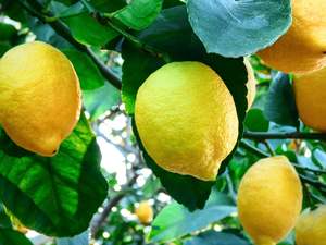 Fruit Only: Local Spray Lemons - Yen Ben