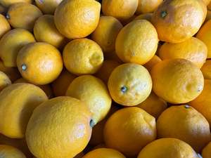 Fruit Only: Katikati Spray-Free Lemons - Meyer