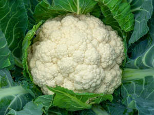 Palmy Organic Cauliflower