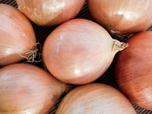 USA Organic Onions - Brown LARGE