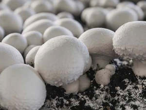 SHARING Spray-Free Mushrooms - White Button 330 g