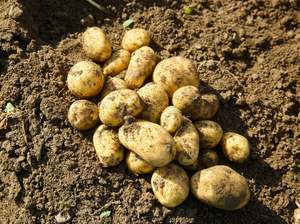 Streamside Organic Potatoes - Agria NEW SEASON