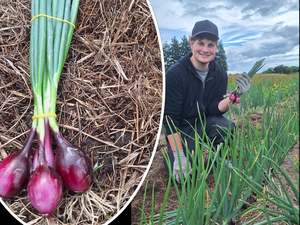Live2Give Farm Organic Red Spring Onions - Bunch
