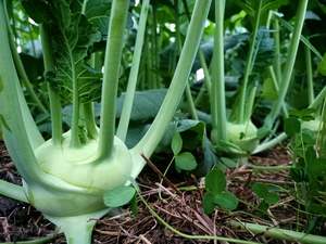 Fruit Veg: Crooked Vege Organic Kohlrabi