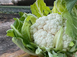 Fruit Veg: Streamside Organic Cauliflower