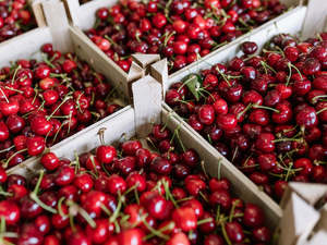 NZ Organic Cherries