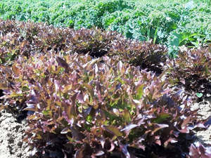 Live2Give Farm Organic Lettuce -Telex