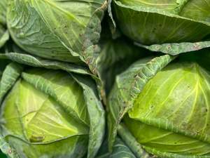 Streamside Organic Green Cabbage